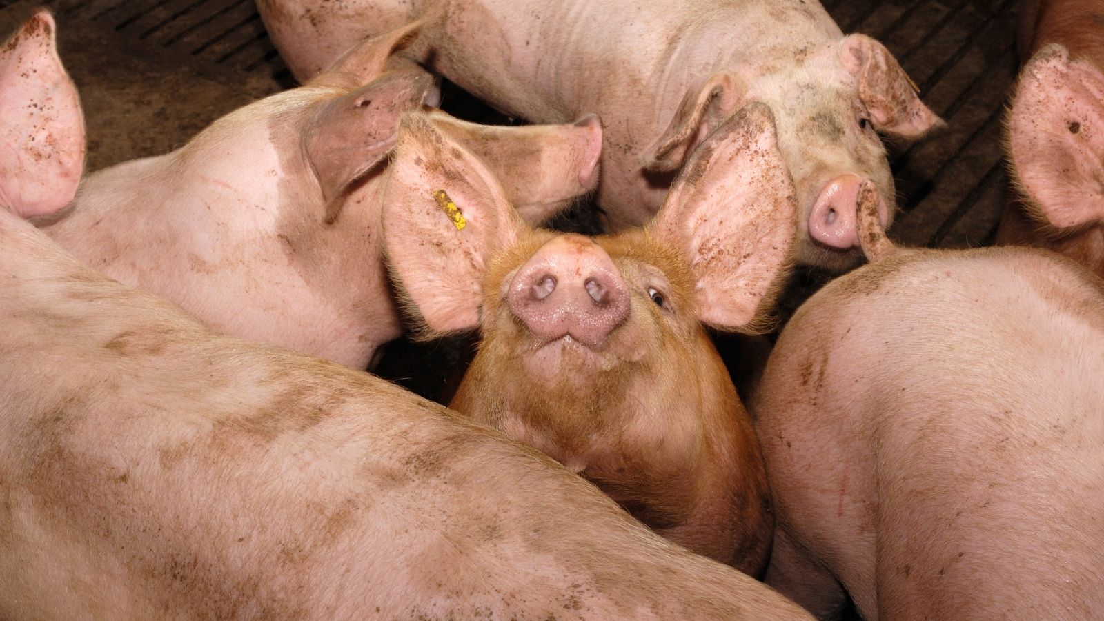 a group of pigs lying down